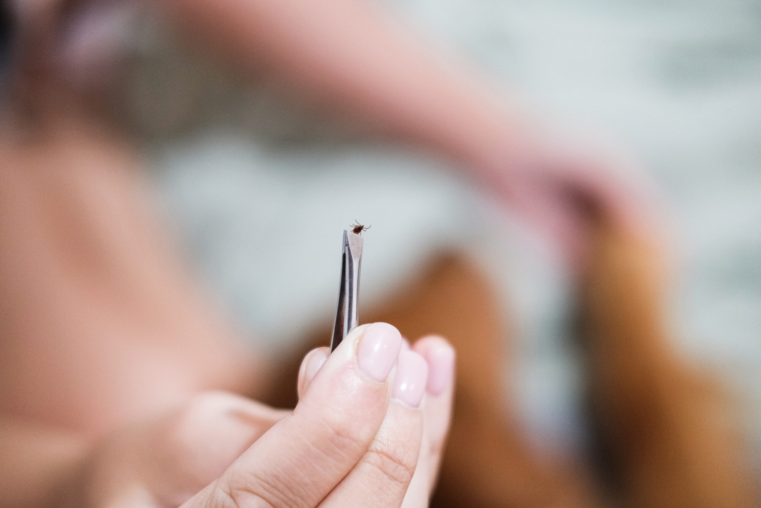 A close-up of a woman holds tweezers containing a live tick she removed it from her dog fur. Protecting pets from ticks in summer season. Taking care of your health. Drops and tablets against ticks.