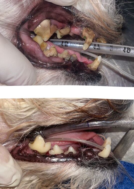 Copy of Stenotic Nares (1)